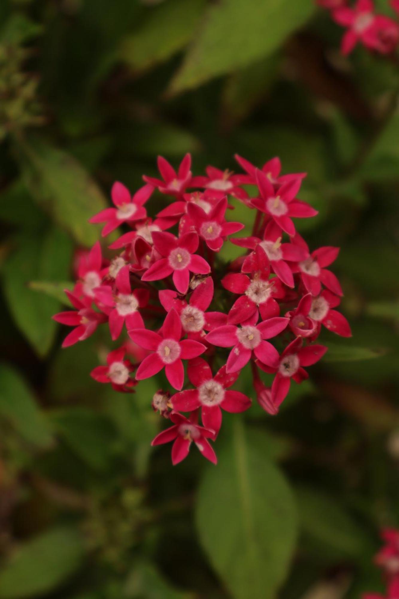 Monteverde Magic Mountain Екстериор снимка