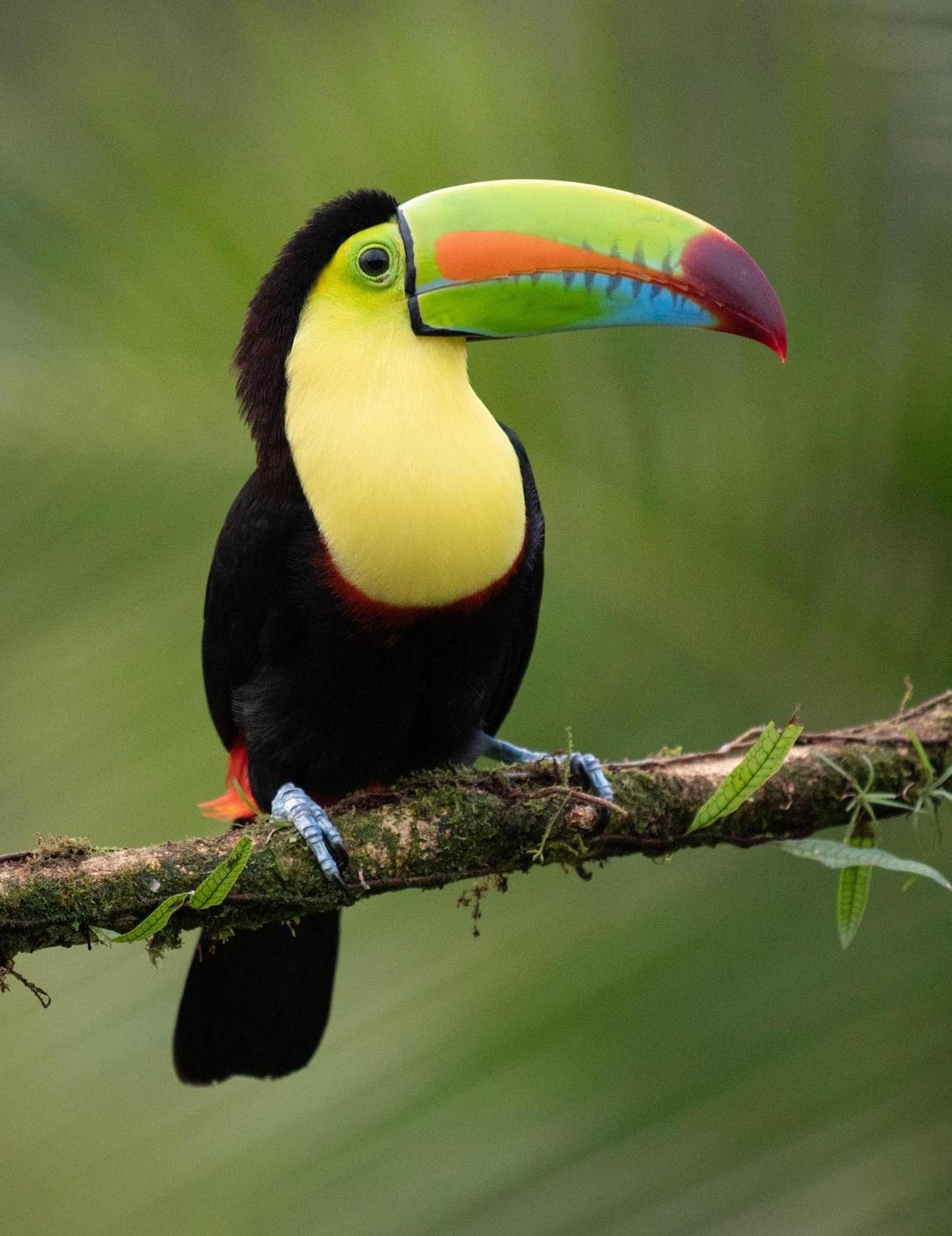Monteverde Magic Mountain Екстериор снимка